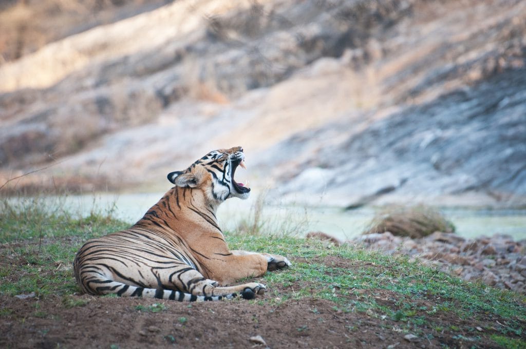 Tiger im Ranthambhore Nationalpark, Indien