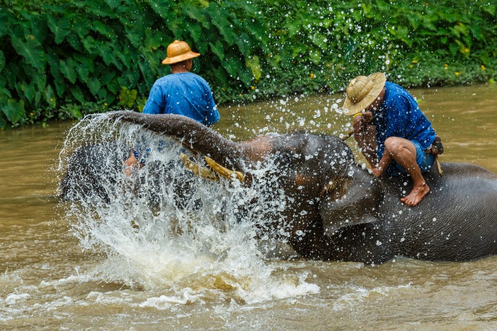 Thai Elephant Care Center in Thailand
