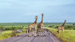 Verliebt in Südafrika